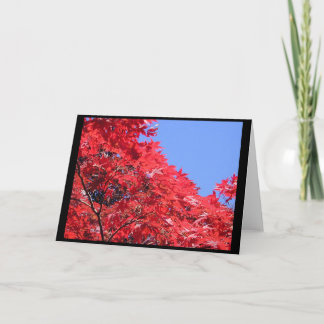 Japanese Maple Card