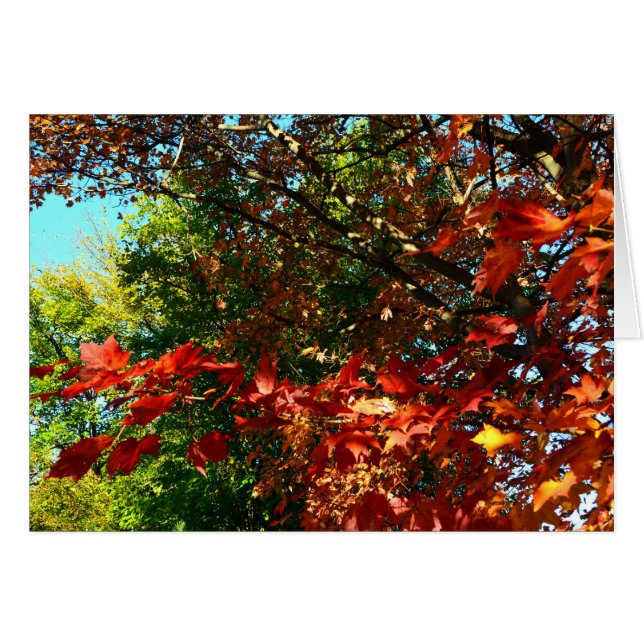 Japanese Maple in Autumn (Front Horizontal)