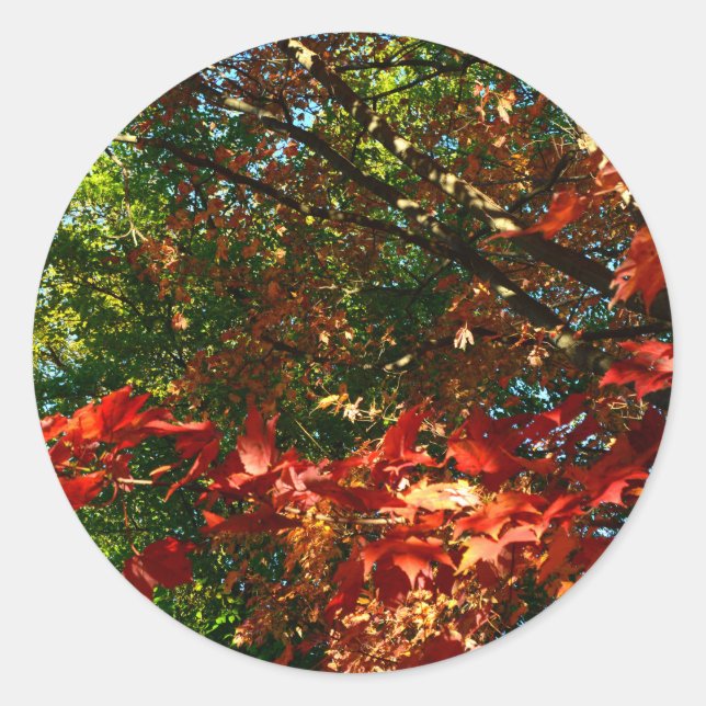 Japanese Maple in Autumn Classic Round Sticker (Front)