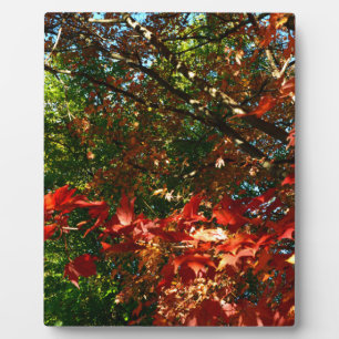 Japanese Maple in Autumn Plaque