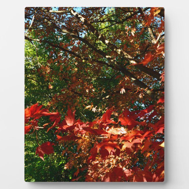 Japanese Maple in Autumn Plaque (Front)