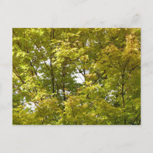Japanese Maple in Autumn Postcard