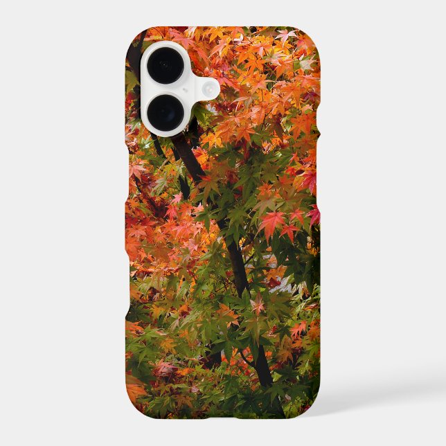 Japanese Maple in Fall (Back)