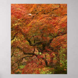 Japanese maple in fall colour 4 poster