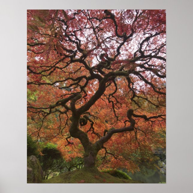 Japanese maple in fall colour 5 poster (Front)
