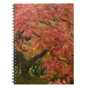 Japanese maple in fall colour notebook