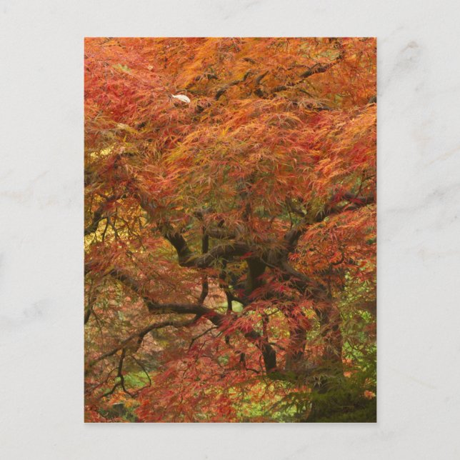 Japanese maple in fall colour postcard (Front)