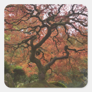 Japanese maple in fall colour square sticker