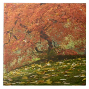Japanese maple in fall colour tile