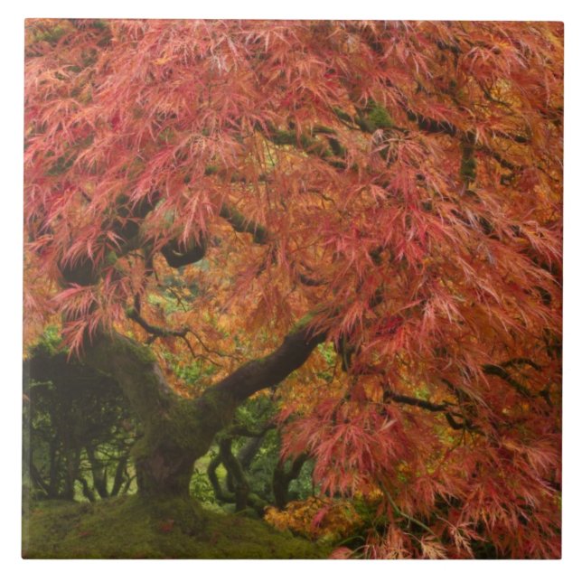 Japanese maple in fall colour tile (Front)