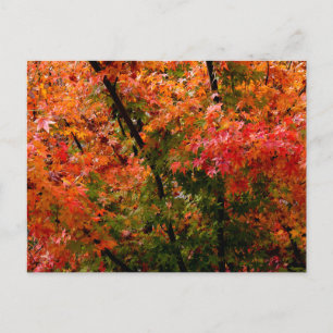 Japanese Maple in Fall Postcard