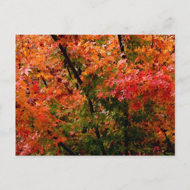 Japanese Maple in Fall  Postcard (Front)