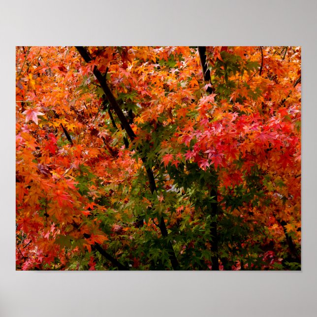 Japanese Maple in Fall Poster (Front)
