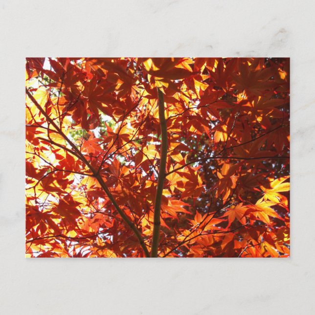 Japanese Maple in the Sun Postcard (Front)