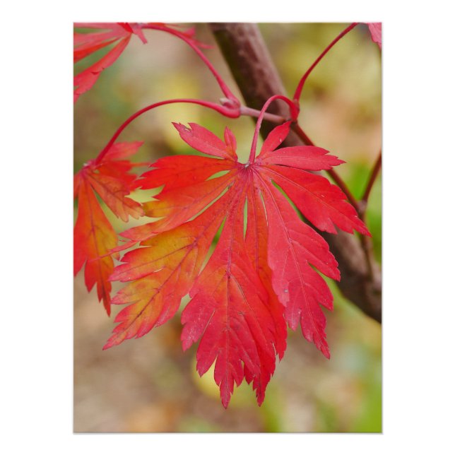 Japanese Maple Leaf Poster (Front)