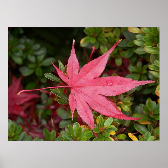 Japanese Maple Leaf Poster (Front)