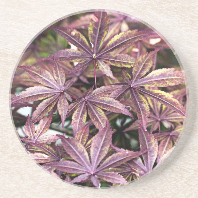 Japanese Maple Leaves Coaster (Front)
