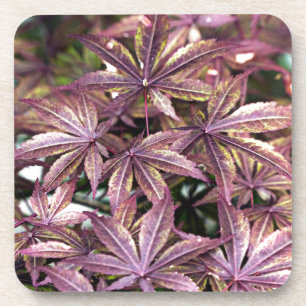 Japanese Maple Leaves Coaster