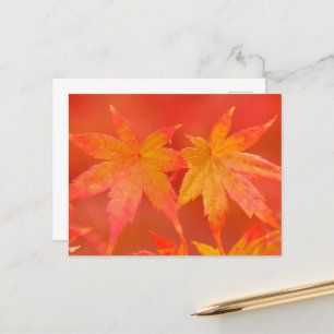 Japanese Maple Leaves Postcard