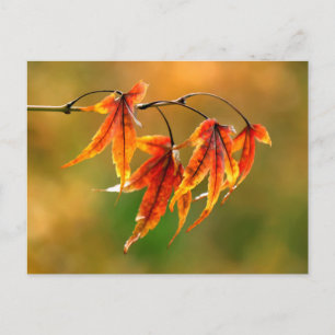 Japanese Maple Leaves Postcard