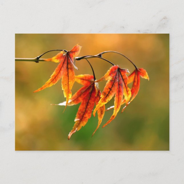 Japanese Maple Leaves Postcard (Front)