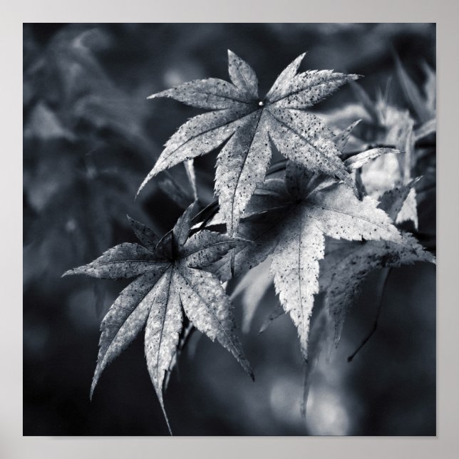 Japanese Maple Leaves Poster (Front)