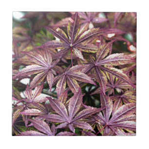 Japanese Maple Leaves Tile