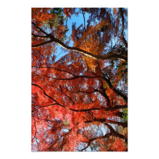 Japanese Maple Photo Print