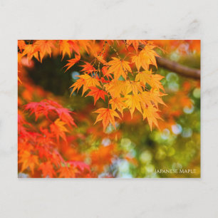 Japanese Maple［Postcard］ Postcard