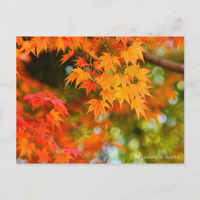 Japanese Maple［Postcard］ Postcard (Front)