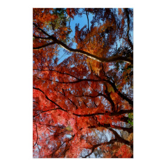 Japanese Maple Poster