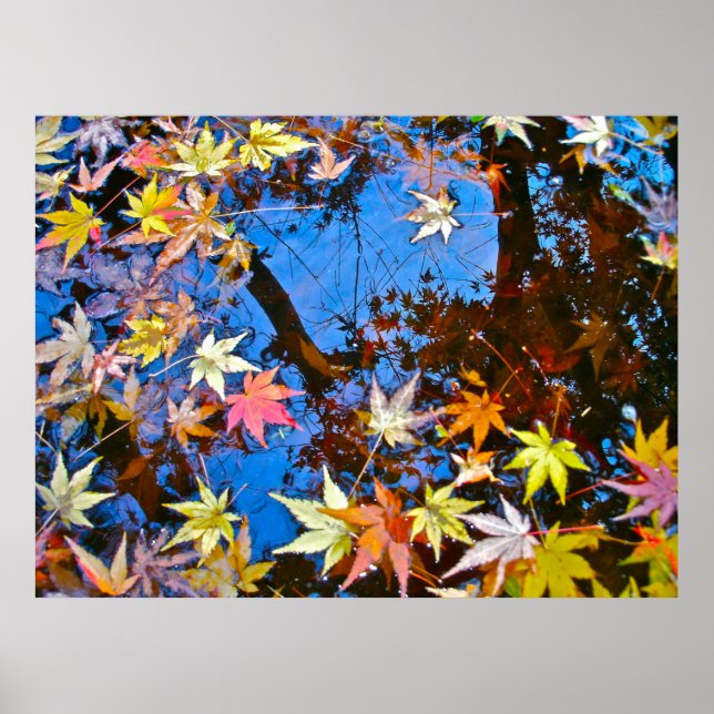 Japanese Maple Reflections Poster (Front)