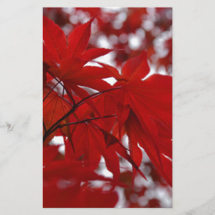 Japanese Maple Tree