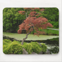Japanese maple tree and garden pond