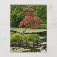 Japanese maple tree and garden pond postcard