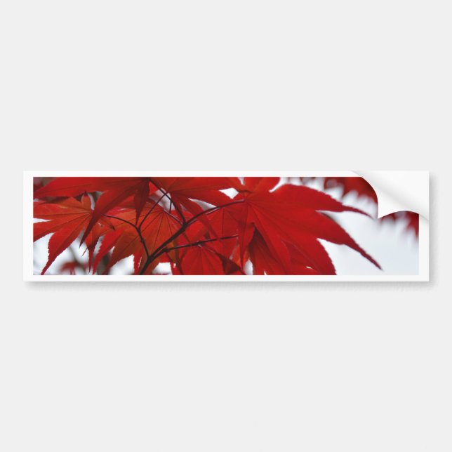 Japanese Maple Tree Bumper Sticker (Front)