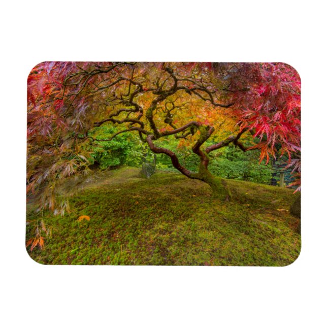Japanese maple tree in autumn colour magnet (Horizontal)
