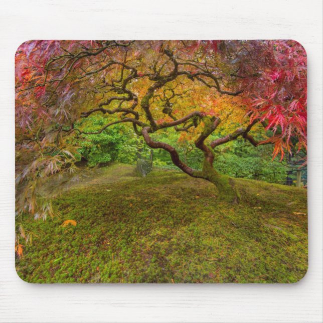 Japanese maple tree in autumn colour mouse pad (Front)