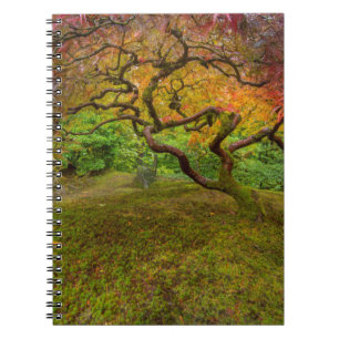 Japanese maple tree in autumn colour spiral notebook
