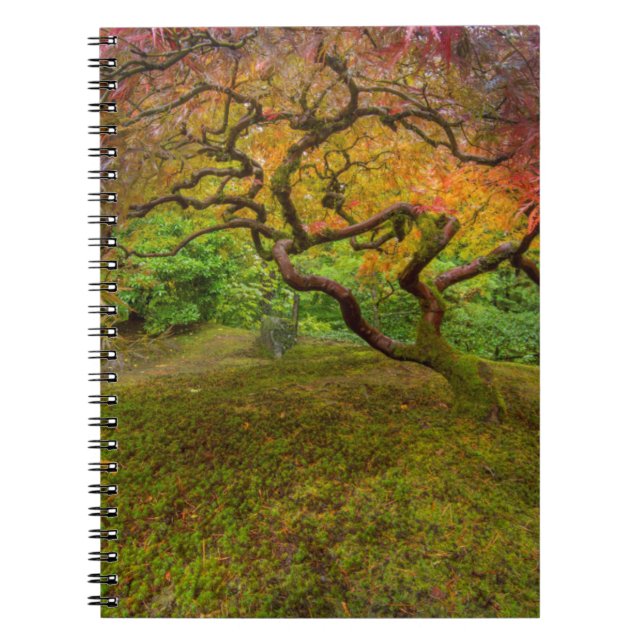 Japanese maple tree in autumn colour spiral notebook (Front)