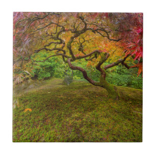 Japanese maple tree in autumn colour tile