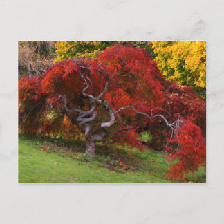 Japanese Maple Tree in Autumn Postcard