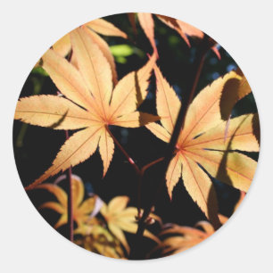 Japanese Maples 4 Fall Round Sticker
