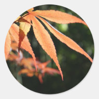 Japanese Maples 7 Round Sticker