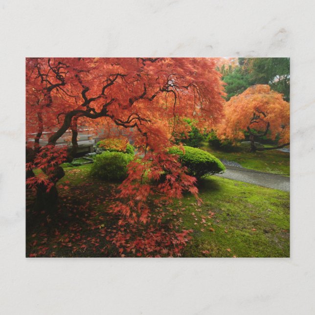 Japanese Maples in a Japanese Garden in Autumn Postcard (Front)