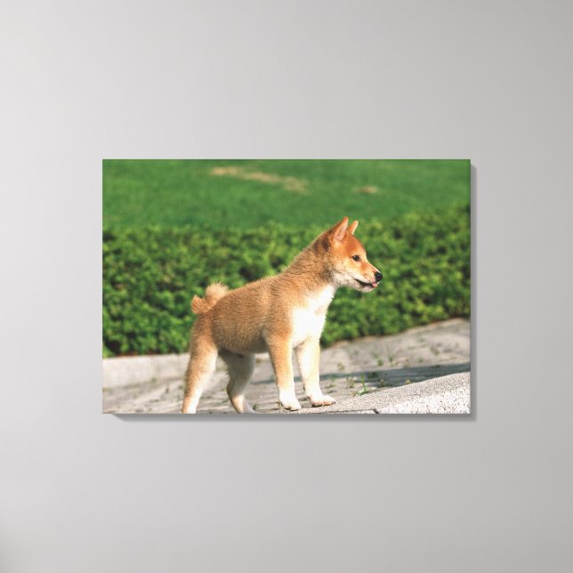 Japanese Midget Shiba 2 Canvas Print (Front)