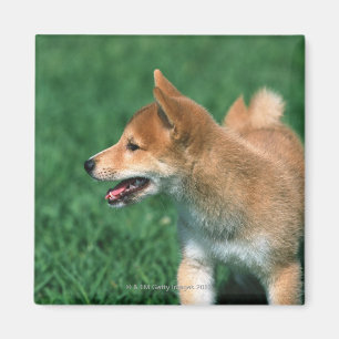 Japanese Midget Shiba Magnet