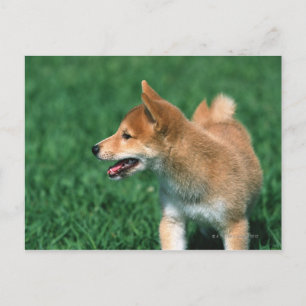 Japanese Midget Shiba Postcard
