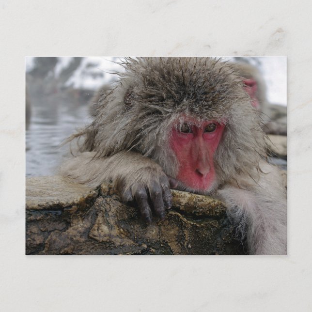 Japanese monkey relaxing in hot spring postcard (Front)