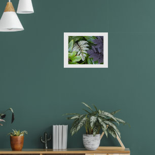 Japanese Painted Fern and Black Foliage Poster